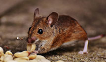 24 Hour & Emergency Exterminators in Morrisville, PA